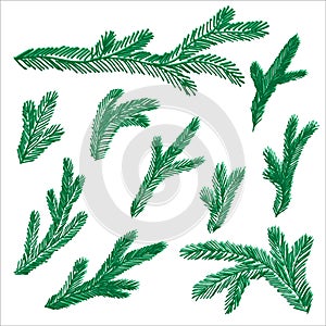 Set of hand-drawn Branch of Christmas tree or pine