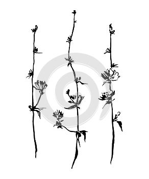 Set of hand drawn brush paint chicory. Vector succory flowers. Black isolated on white background.