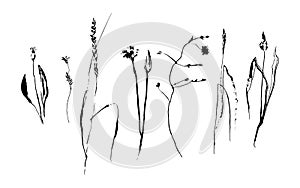 Set of hand drawn brush paint weed field herbs and flowers. Grunge style elements painted by ink. Black isolated vector on white b