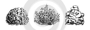 Set of hand drawn bushes, dendrology sketch collection, graphic template