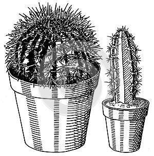 Set of hand drawn cactus
