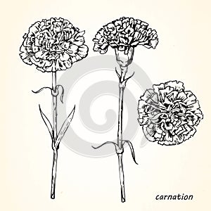 Set of hand-drawn Carnations, vector