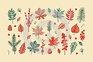 Set of hand drawn colorful forest design elements. Autumn clipart. Vector illustration. Realistic colored sketch