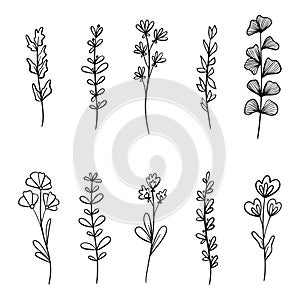 Set of Hand drawn doodle vector leaves and branches. Floral, plant elements