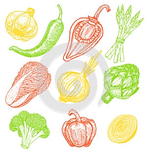 Set hand drawn elements with sketch style fresh vegetables. Different peppers. Artichoke and asparagus. Appetizing colors