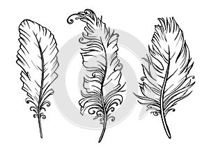 Set of hand drawn feathers. Vector drawing