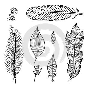 Set of hand drawn feathers. Vector illustration.