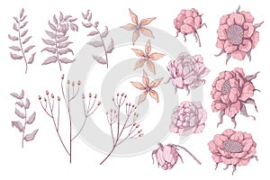 Set of hand drawn flowers. Peonies, roses and branch with leaves. Springtime collection. Floral vector illustrations. Isolated on