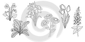Set of hand drawn flowers, vintage style black and white sketch. Violet, daffodils, tulips, primrose, foxglove, daisy