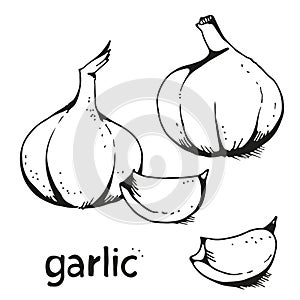 Set of hand drawn garlic, vector illustration