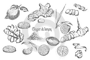 Set hand drawn of Ginger roots, lives, flowers and lemon in black color isolated on white background. Retro vintage