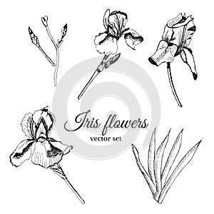 Set with hand drawn graphic sketch of summer flowers iris with leaves and bud.