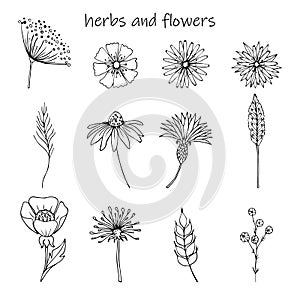 Set of hand drawn herbs, leaves and flowers on a white background. Botanical doodles for frames, wreaths, seamless