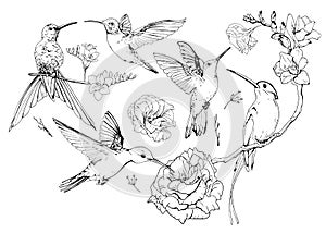 Set of hand drawn Hummingbirds. Black and white collection of sketch style exotic birds