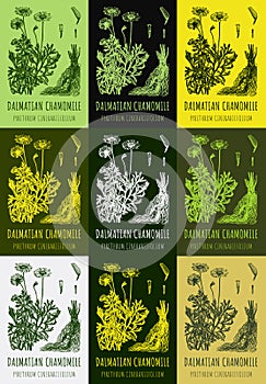 Set of hand drawn illustrations of dalmatian chamomile PYRETHRUM CINERARIIFOLIUM for print, logo, emblem, label and other