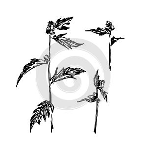 Set of hand drawn ink brush painted wild plants. Grunge style abstract elements for design. Black isolated herbs vector on white