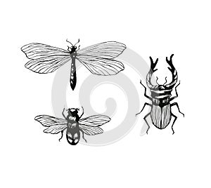 Set of hand drawn insects, dragonfly, bumblebee, stag-beetle ink illustration isolated on white