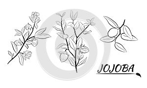 Set of hand drawn jojoba branches with fruits, flowers and leaves