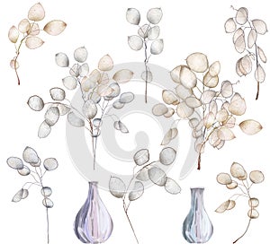 Set of hand drawn Lunaria rediviva branches and bouquets