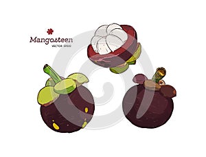 Set of hand drawn mangosteen tropical fruit. Fresh organic food.