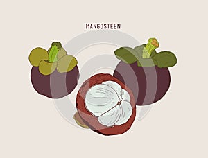 Set of hand drawn mangosteen tropical fruit. Fresh organic food.