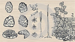Set of hand-drawn nature elements.