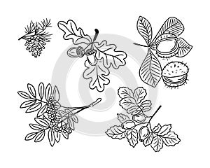 Set of hand drawn outline autumn seeds doodles