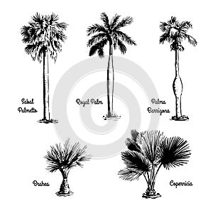 Set of hand drawn palm sketches.