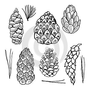 Set of hand drawn pine cones.Vector sketch illustration