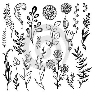 Set of hand drawn plant, herb flowers
