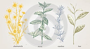 Set of hand-drawn plants. Herbal Drinks. Vector