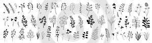 Set of hand drawn plants, leaves, flowers. Silhouettes of natural elements for seasonal backgrounds, templates, wallpaper, cards,
