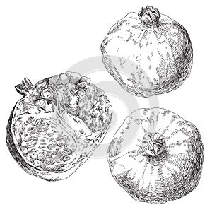 Set of hand drawn pomegranates