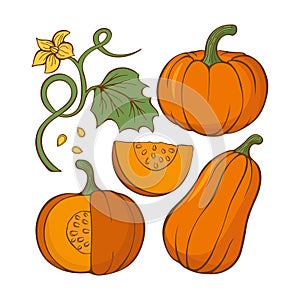 Set of hand drawn pumpkins.