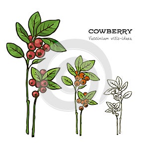 Set of hand drawn red lingonberry, vector