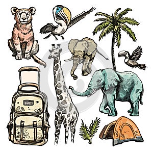 Set of hand drawn safari animals. Vector illustration on white background.