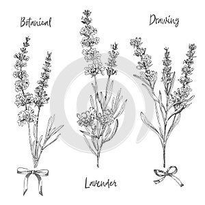 Set of hand drawn sketch of Lavender flower and cute bows isolated on white background. France provence retro pattern for romantic