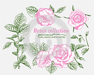 Set of Hand drawn sketch pink roses, leaves and branches Detailed vintage botanical illuatration. Floral frame. Silhouette