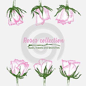 Set of Hand drawn sketch pink roses, leaves and branches Detailed vintage botanical illuatration. Floral frame. Silhouette