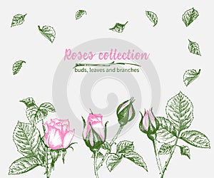 Set of Hand drawn sketch pink roses, leaves and branches Detailed vintage botanical illuatration. Floral frame. Silhouette