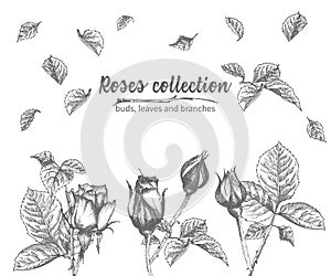 Set of Hand drawn sketch roses, leaves and branches Detailed vintage botanical illuatration. Floral frame. Black silhouette
