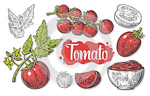 Set of hand drawn tomatoes isolated on white background. Tomato, half and slice isolated engraved illustration.