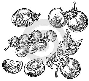 Set of hand drawn tomatoes on white background. Tomato, half and slice isolated engraved illustration.