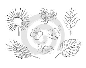 Set of hand drawn tropical plants isolated on white background. Monstera, copernicia, orchid, palm, plumeria, heliconia, hibiscus.