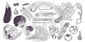 Set of hand drawn various kinds of vegetables. Vector Illustration. Collection of types of agricultural vegetables, restaurant