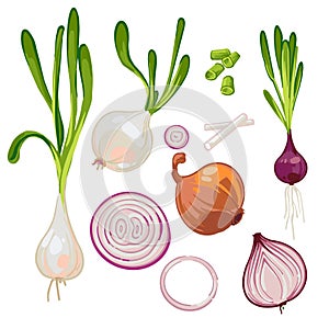 Set with hand drawn vector illustrations of ripe farm onions, sprouted onions, green onions, onion slices, red onions.