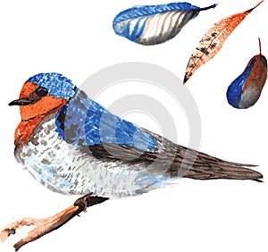 A set of hand-drawn watercolor containing bird Hirundo neoxena a photo