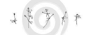 Set of hand drawn wild plants. Outline meadow herbs with leaves painted by ink. Black isolated sketch vector on white background