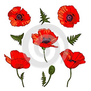 Set of hand drawn wild red poppy flowers isolated on white background