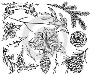 Set of hand drawn winter plants